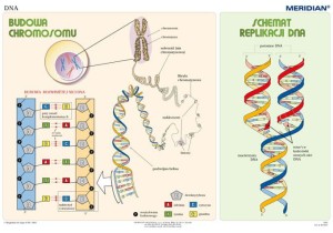 Podstawy genetyki - DNA 