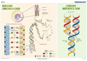 Podstawy genetyki - DNA 
