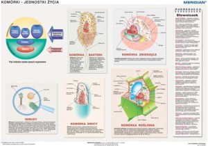 DUO Komórki - jednostki życia -plansza ścienna