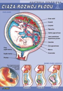 Anatomia człowieka -komplet plansz