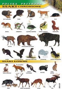 Polska przyroda - fauna  zestaw plansz - format 100x70 cm 
