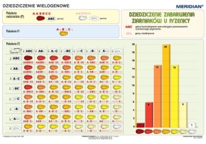 Podstawy genetyki - dziedziczenie wielogenowe 