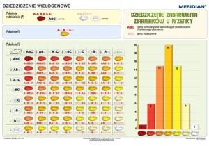 Podstawy genetyki - dziedziczenie wielogenowe 