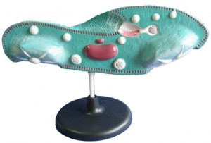 Pantofelek - model 