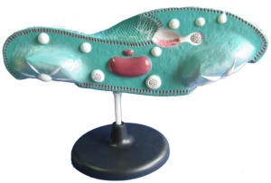 Pantofelek - model 