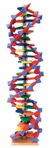 DNA  model -9 par nukleotydów