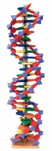 DNA  model -9 par nukleotydów
