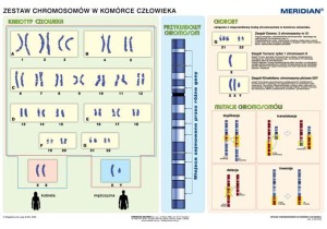 Podstawy genetyki - chromosomy w komórce człowieka