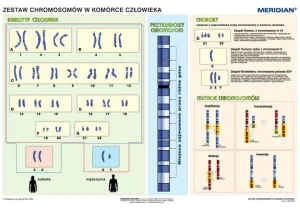Podstawy genetyki - chromosomy w komórce człowieka
